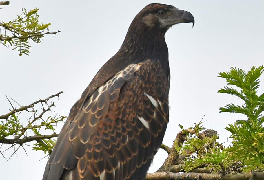 List of Bird Species in Semuliki National Park.