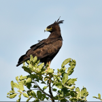 List of Birds in Semuliki National Park.