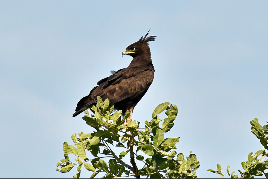 List of Birds in Semuliki National Park.
