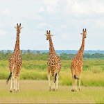 Luxury Safaris in Lake Mburo National Park.