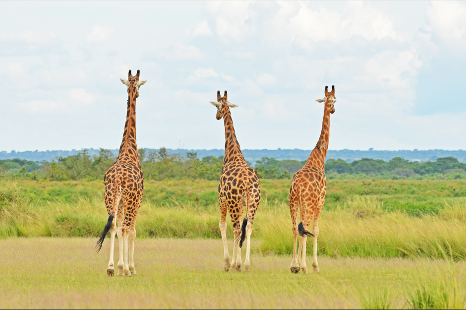 Luxury Safaris in Lake Mburo National Park.