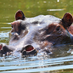 Major Activities in Lake Mburo National Park.