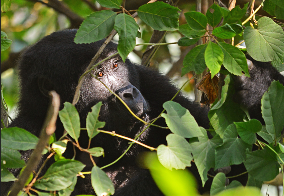 Mountain Gorilla Photography in Bwindi Forest.