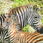 Reasons to Visit Lake Mburo National Park.