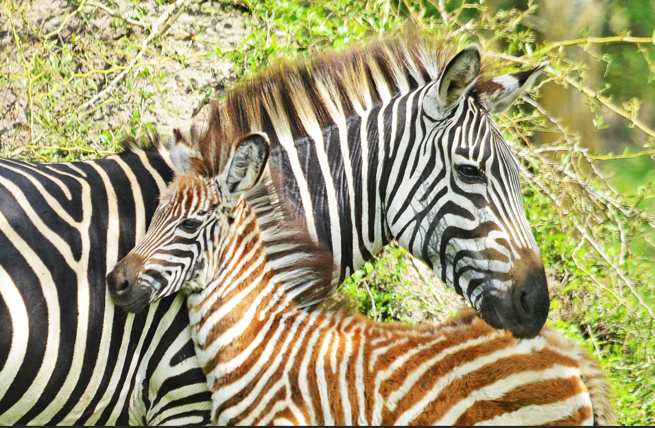 Reasons to Visit Lake Mburo National Park.