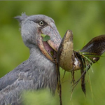 Shoebill Photography Safaris in Uganda
