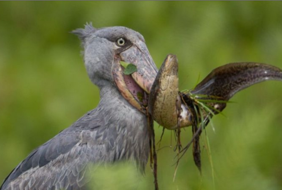 Shoebill Photography Safaris in Uganda