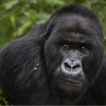 Sustainable Tourism in Bwindi