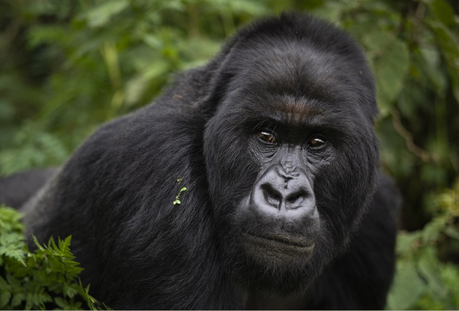 Sustainable Tourism in Bwindi