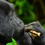 Trekking Bitukura Gorilla Family in Bwindi