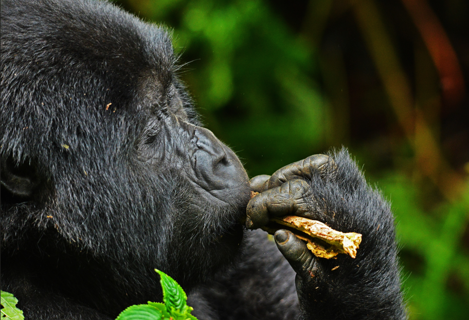 Trekking Bitukura Gorilla Family in Bwindi