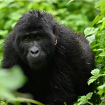 Ultimate Guide to Bwindi and Mgahinga Gorilla Safari