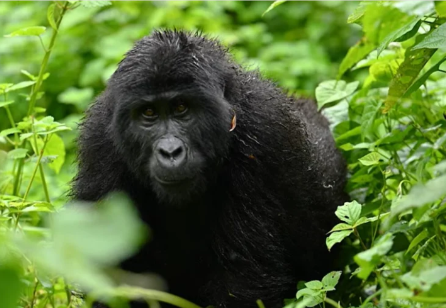 Ultimate Guide to Bwindi and Mgahinga Gorilla Safari