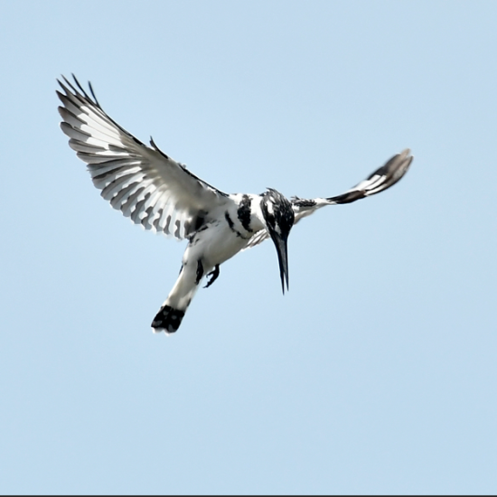 Image thumbnail