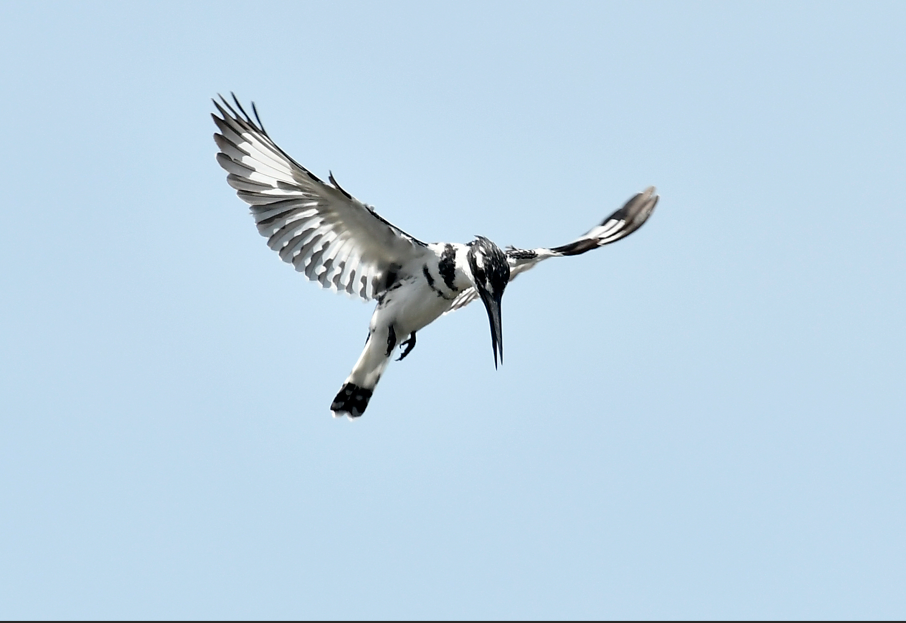 Where to Do Birding Photography in Bwindi Impenetrable Forest