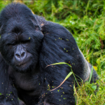Why Track Bwindi Gorillas in the Dry Season
