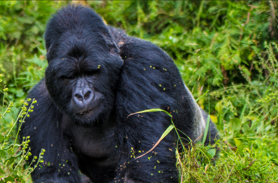 Why Track Bwindi Gorillas in the Dry Season