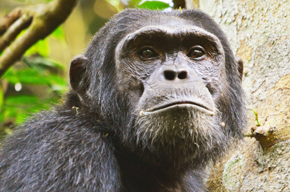 Wildlife Photography Opportunities in Kalinzu Forest Reserve