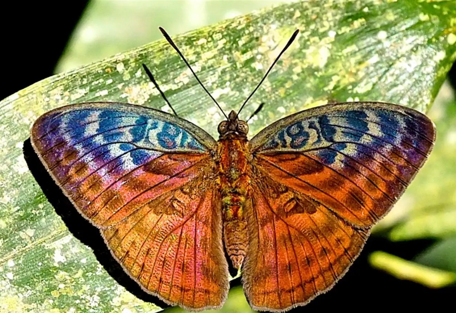 A Butterfly Checklist in Semuliki National Park.