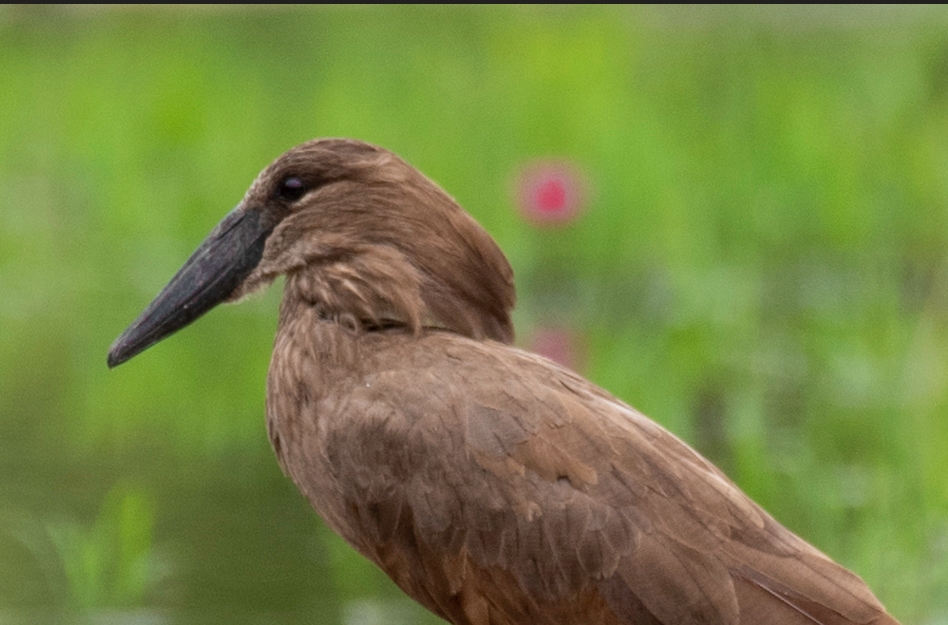 A Guide to Birding in Semuliki National Park.