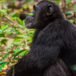 A Guide to Kosher Safaris in Uganda.