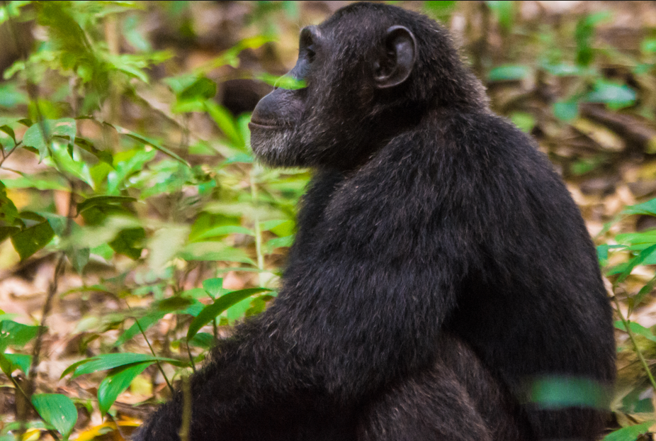 A Guide to Kosher Safaris in Uganda.