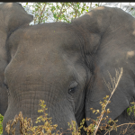 Activities to do in Semuliki National Park.