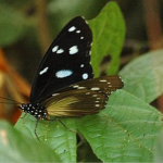Best Time to See Butterflies in Semuliki National Park.