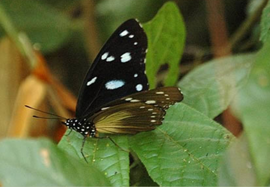 Best Time to See Butterflies in Semuliki National Park.