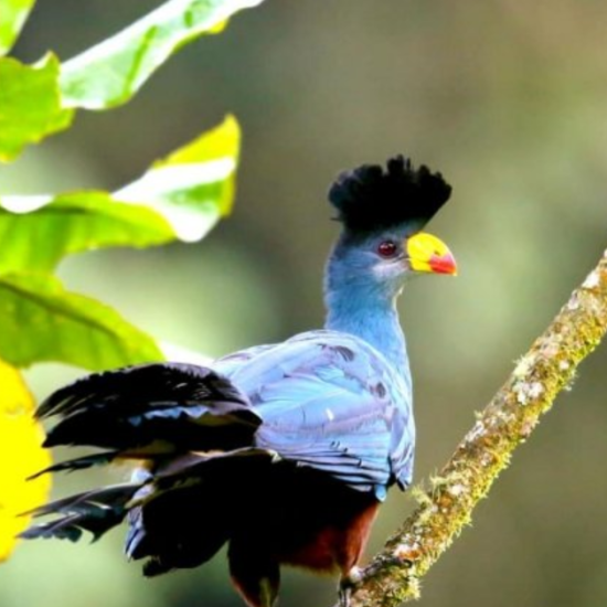 Image thumbnail