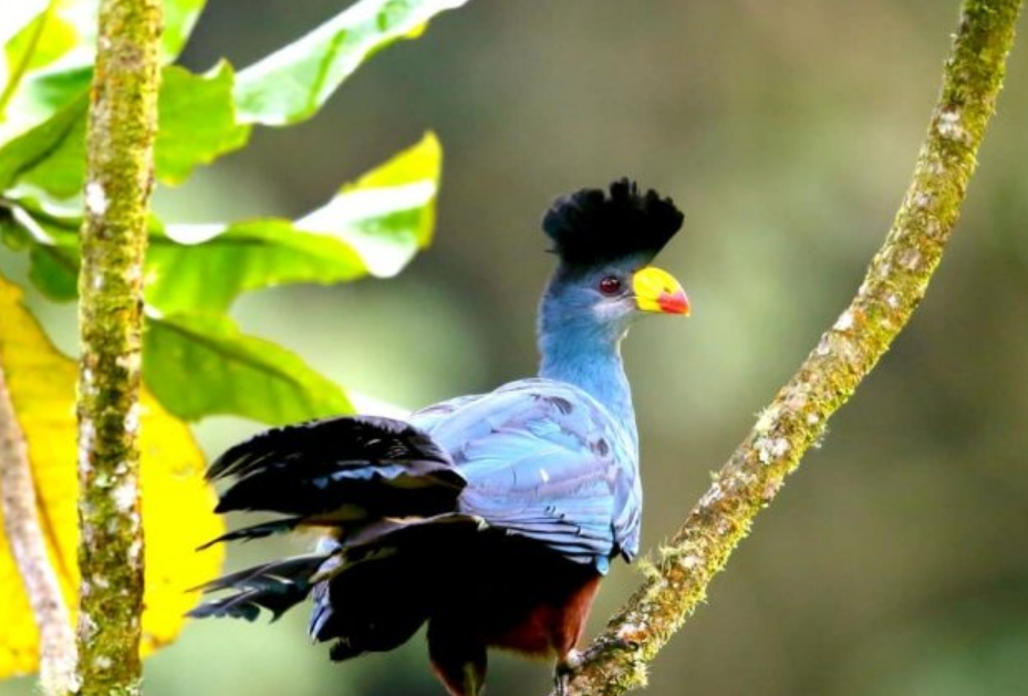 Best Time to Visit Semuliki National Park.