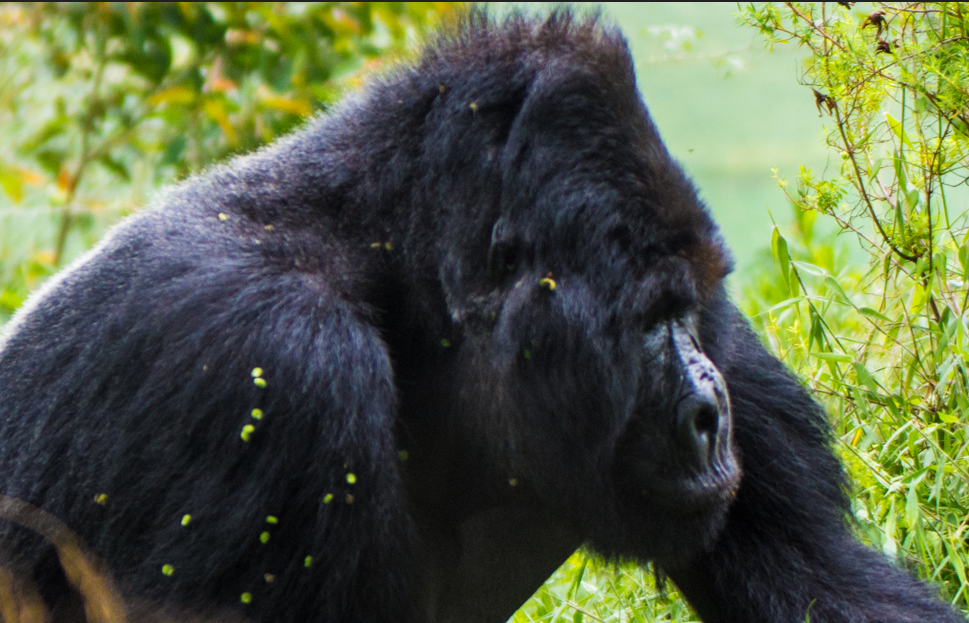 Best Time to do Kosher Gorilla Safaris in Uganda.