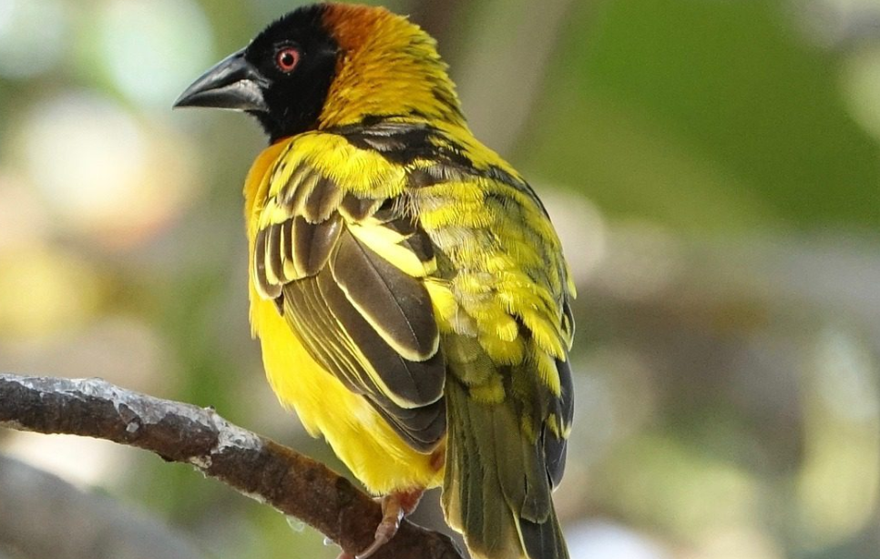 Bird Species to see in Semuliki National Park.
