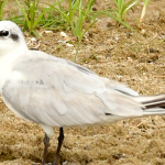 Bird Watching Checklist in Semuliki National Park.