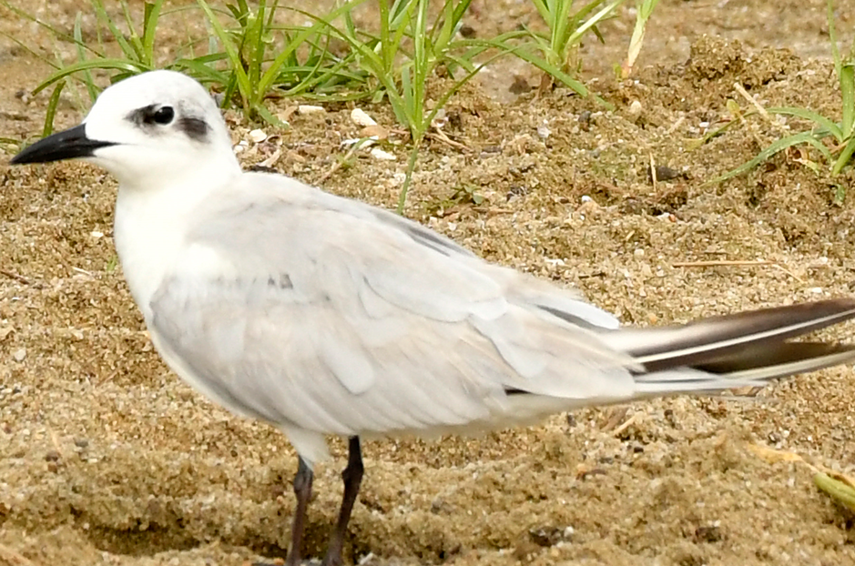 Bird Watching Checklist in Semuliki National Park.