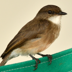 Bird Watching Safaris in Semuliki National Park.