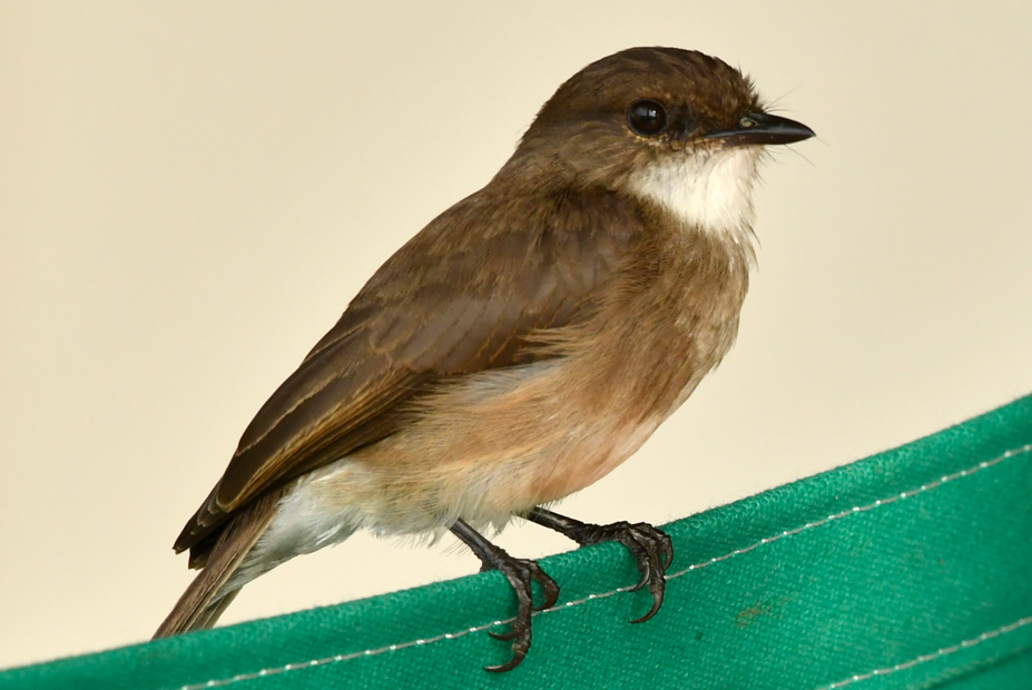 Bird Watching Safaris in Semuliki National Park.