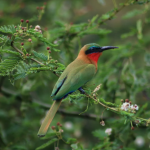 Birding Experience in Semuliki National Park.