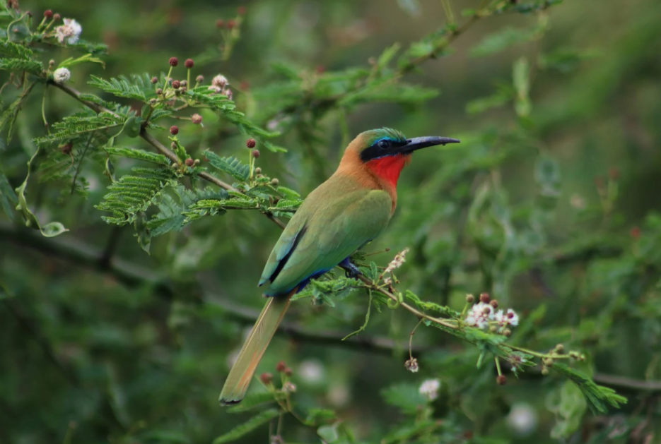 Birding Experience in Semuliki National Park.
