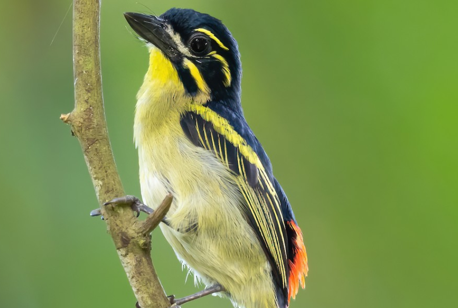 Birds of Semuliki National Park.