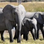 Budget Activities to Do Semuliki National Park