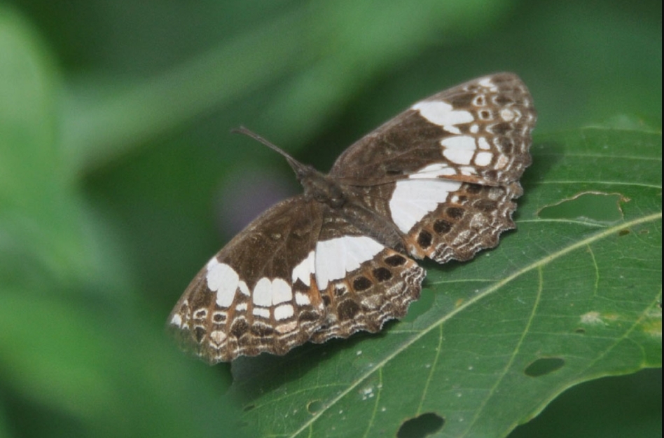  Butterfly Photography Safaris in Semuliki National Park.