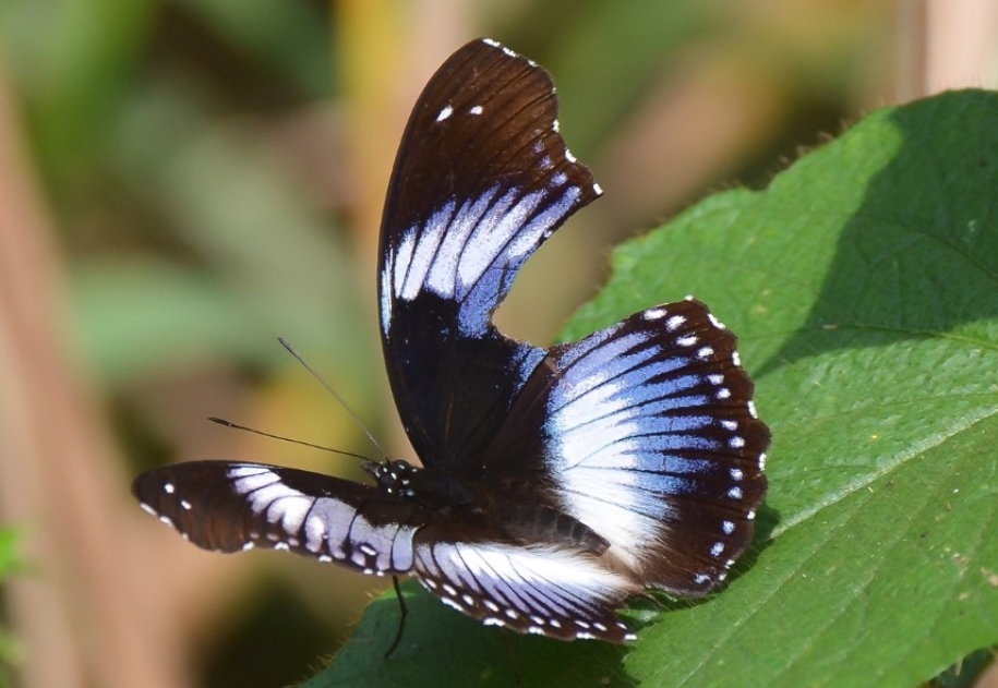 Butterfly Photography in Semuliki National Park.