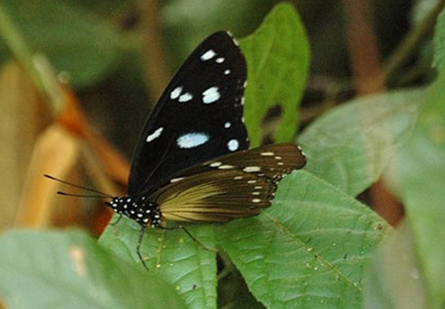 Butterfly Species Found in Semuliki National Park.