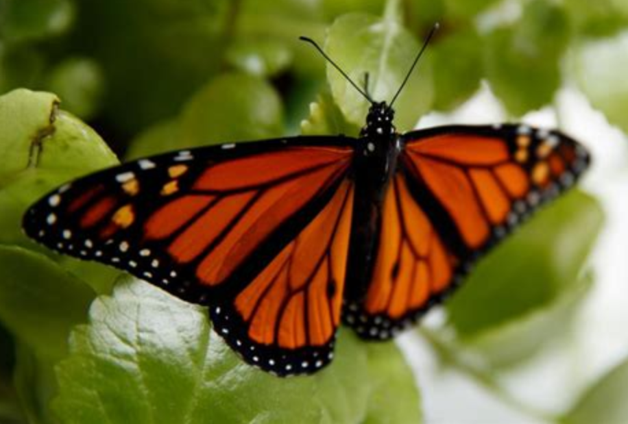 Butterfly Species in Semuliki National Park.
