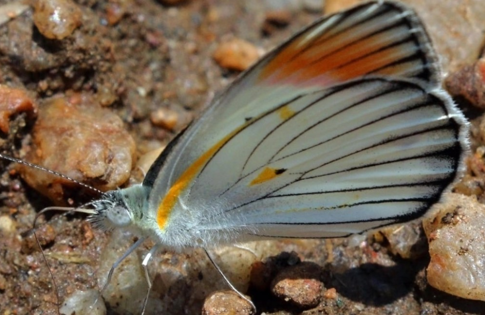 Butterfly Species to See in Semuliki National Park.