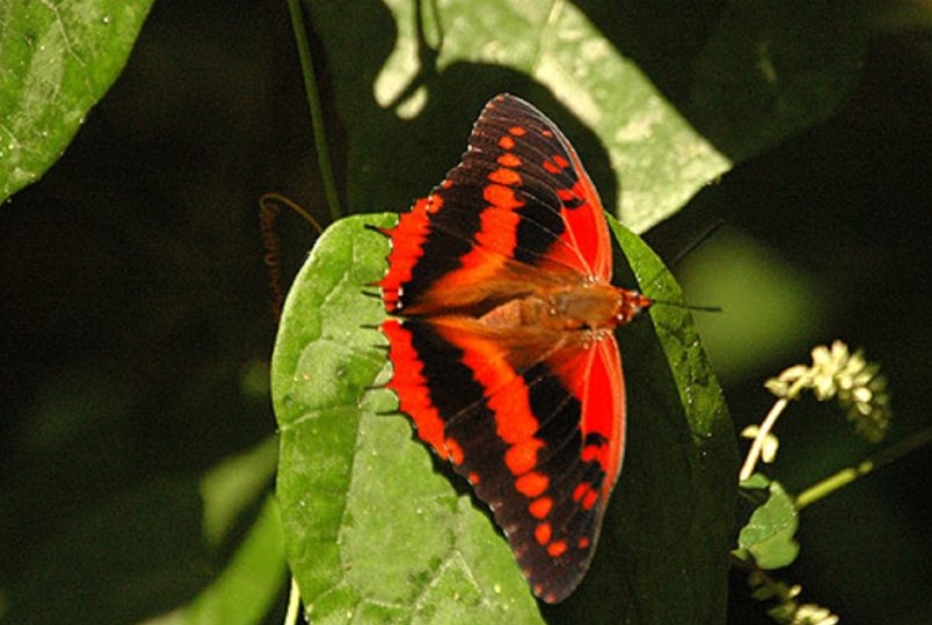 Butterfly Watching Checklist in Semuliki National Park.