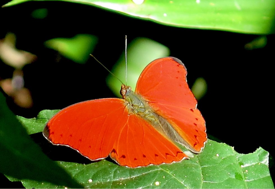 Butterfly Watching Safaris in Semuliki National Park.