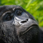 Bwindi Gorilla Safari and Boat Cruise Adventure in Uganda