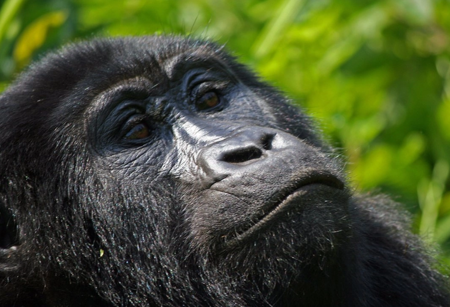Bwindi Gorilla Safari and Boat Cruise Adventure in Uganda